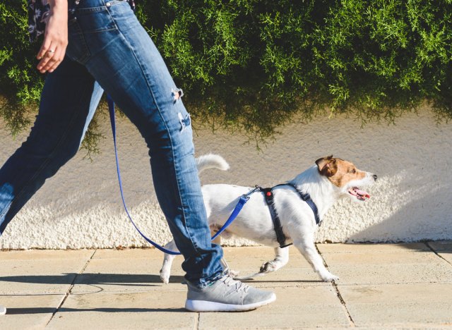 Woman walking dog