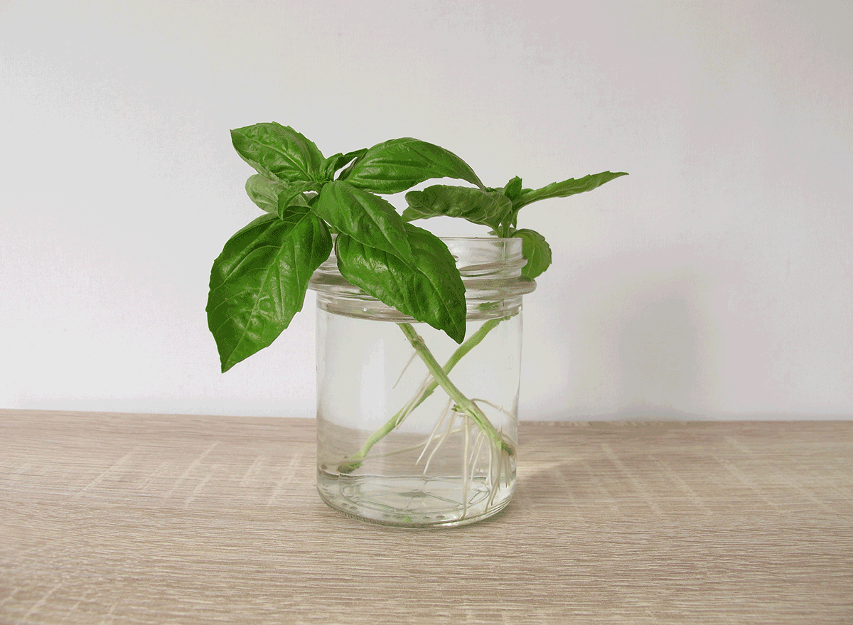 regrowing basil leaves at home