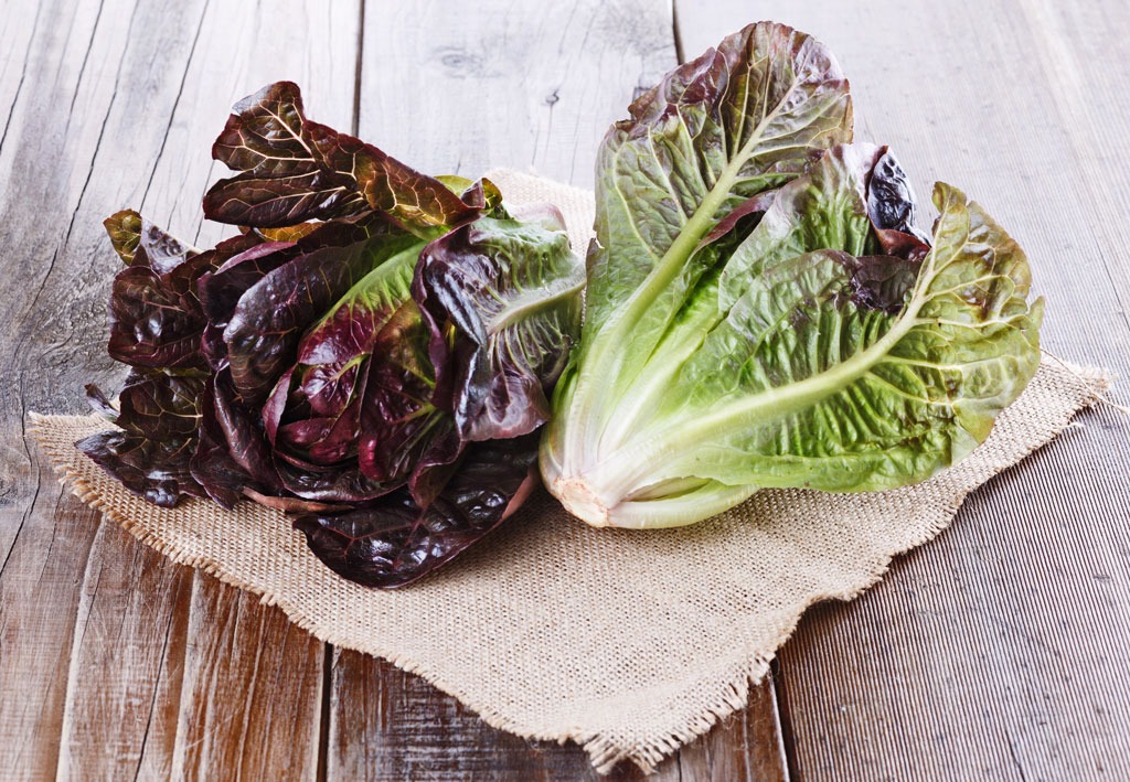 Red leaf lettuce